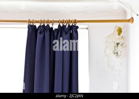 Moisissure orange et verte qui pousse derrière les rideaux sur une pièce humide d'un mur extérieur blanc dans une vieille maison. Banque D'Images