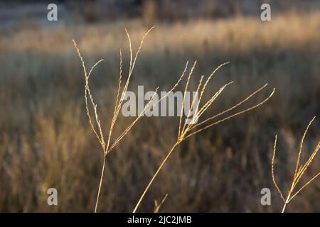 Les grandes tiges de doigt de l'herbe de pongola géante, illuminées dans la lumière dorée du matin dans la campagne de l'État libre, en Afrique du Sud Banque D'Images