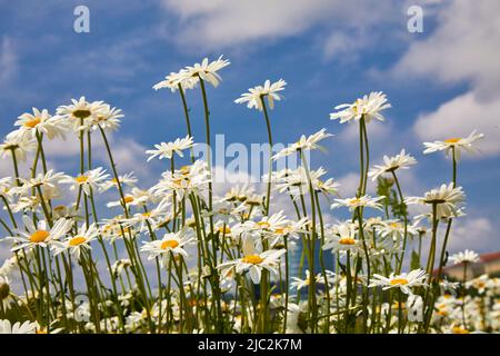 Fleurs pâquerettes dans la prairie d'été et ciel bleu avec des nuages blancs. Banque D'Images