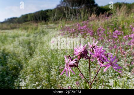 Robin déchiquetée (Silene flos-cucuci) et paille de lit de marais (Galium palustre) fleurissent dans une dune marécageuse, Kenfig NNR, Glamourgan, pays de Galles, Royaume-Uni, Juillet. Banque D'Images