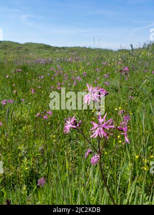 Robin déchiquetée (Silene flos-cucuci) floraison dans une dune de sable mou, Kenfig NNR, Glamorgan, pays de Galles, Royaume-Uni, Juin. Banque D'Images