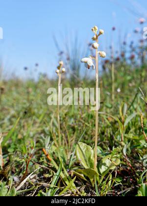 Vert hivernal à feuilles rondes (Pyrola rotundifolia) floraison dans un mou de dune marécageux, Kenfig NNR, Glamorgan, pays de Galles, Royaume-Uni, Juillet. Banque D'Images