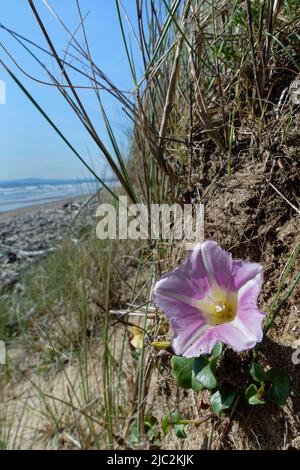 Le Bindaded de mer (Calystegia soldanella) fleurit sur les dunes de sable côtières, Kenfig NNR, Glamourgan, pays de Galles, Royaume-Uni, Juin. Banque D'Images