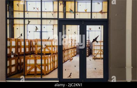 Façade en verre de la salle pleine de caisses d'emballage avec autocollants d'oiseaux partout dans les fenêtres de South Bank Brisbane Queensland Australie déc 14 2014 Banque D'Images