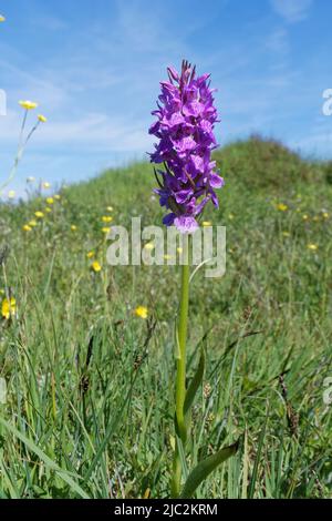 Orchidée de marais du sud (Dactylorhiza praetermissa) floraison dans une dune de sable mou, Kenfig NNR, Glamorgan, pays de Galles, Royaume-Uni, Juin. Banque D'Images