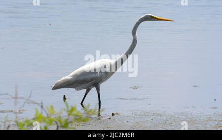 Grand Egret (Ardea alba) du comté de Walton, Floride, États-Unis. Banque D'Images