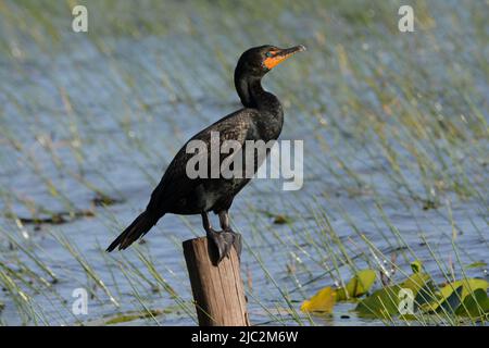 Cormorant à double crête (Nannopterum auritum) du comté de Walton, Floride, États-Unis. Banque D'Images