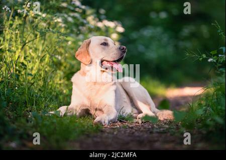 Le Labrador Golden Retriever se reproduit dans la forêt Banque D'Images