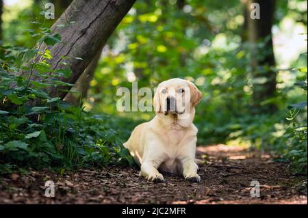 Le Labrador Golden Retriever se reproduit dans la forêt Banque D'Images