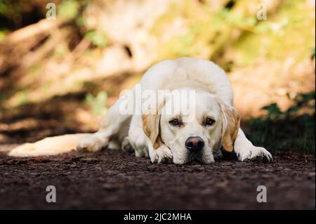 Le Labrador Golden Retriever se reproduit dans la forêt Banque D'Images