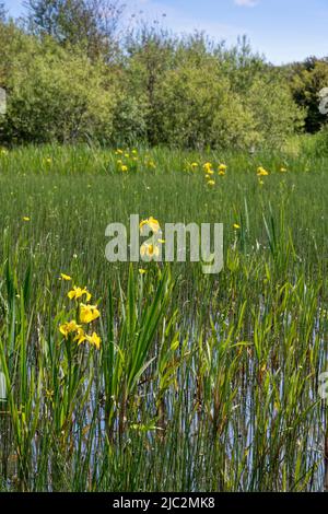 Fleurs du peuplement de l'iris à pavillon jaune (Iris pseudocorus), Kenfig NNR, Glamourgan, pays de Galles, Royaume-Uni, Juin. Banque D'Images