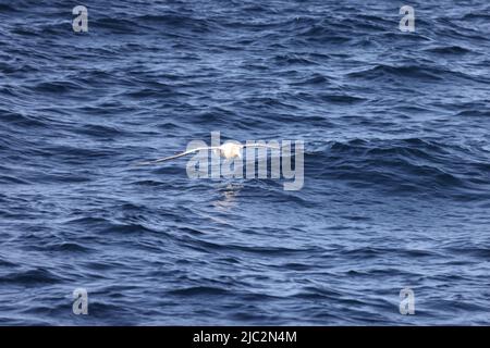 Albatros à queue courte (Diomedea albatrus) au Japon Banque D'Images