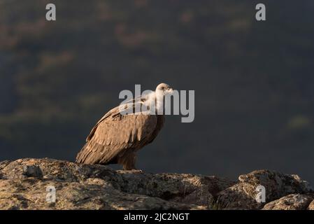 Griffon Vulture (Gyps fulvus) Buître Leonado sur un rocher, Espagne Banque D'Images