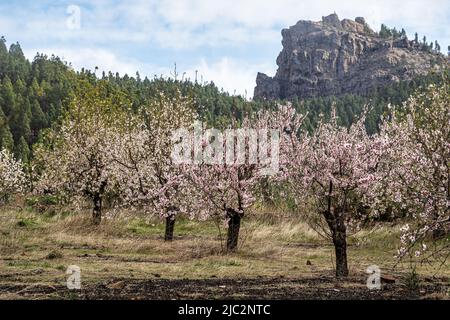 Gran Canaria, Caldera de Tejeda en février, amandiers en pleine floraison, époque du festival des amandiers en fleur, Espagne Banque D'Images