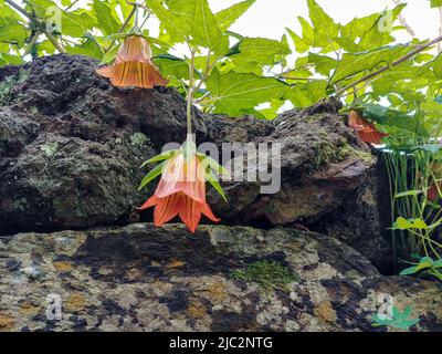 Fleurs de l'île des Canaries bellflower, Canarina canariensis au parc Finca de Osorio près de Teror, île de Gran Canaria, Espagne Banque D'Images