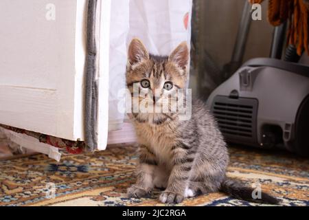 Un petit chaton gris se trouve sur le sol de près Banque D'Images