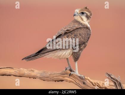 Gros plan d'un faucon brun sauvage (Falco berigora) perché sur une branche, Australie Banque D'Images