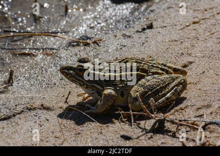 Grenouille léopard des Plaines (Lithobates blairi) du comté de Stafford, Kansas, États-Unis. Banque D'Images