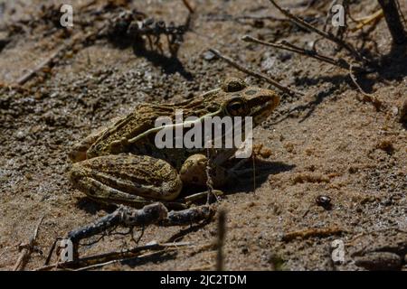 Grenouille léopard des Plaines (Lithobates blairi) du comté de Stafford, Kansas, États-Unis. Banque D'Images