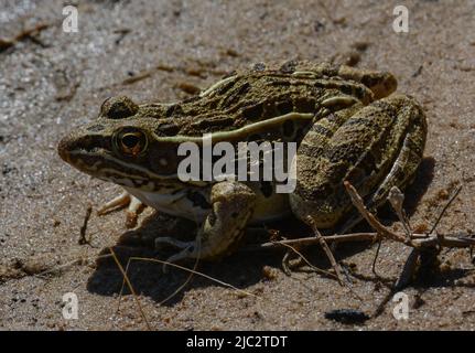 Grenouille léopard des Plaines (Lithobates blairi) du comté de Stafford, Kansas, États-Unis. Banque D'Images