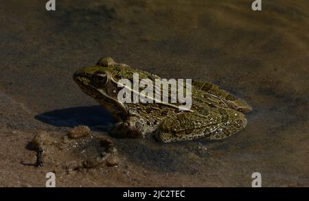 Grenouille léopard des Plaines (Lithobates blairi) du comté de Stafford, Kansas, États-Unis. Banque D'Images