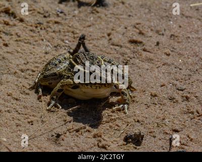 Grenouille léopard des Plaines (Lithobates blairi) du comté de Stafford, Kansas, États-Unis. Banque D'Images