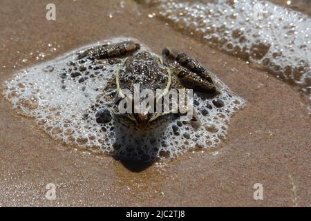 Grenouille léopard des Plaines (Lithobates blairi) du comté de Stafford, Kansas, États-Unis. Banque D'Images