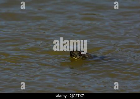 Serpent d'eau à dos de diamant (Nerodia rhombifer) du comté de Stafford, Kansas, États-Unis. Banque D'Images