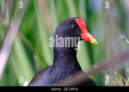 Gallinule commun (Gallinula galeata), portrait détaillé d'une belle moorhen perchée parmi les roseaux de la zone humide. Banque D'Images