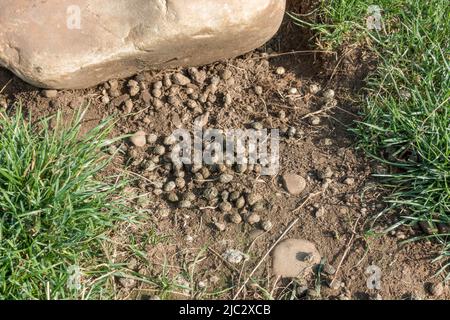 Croque/croque de lapin à Thornborough Henges, North Yorkshire, Royaume-Uni. Banque D'Images