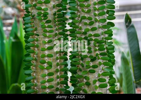 Gros plan sur le cactus d'Alluaudia procera. Jardin botanique Heidelberg, Bade-Wurtemberg, Allemagne Banque D'Images