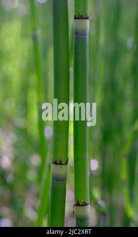 Je pense que c'est Equisetum giganteum. Je l'ai tourné en Louisiane. Également connu sous le nom de Horsetail géant, Horsetail de Boston, Bruant ramifié, géant du Sud Banque D'Images