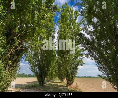 Route de campagne bordée d'arbres avec peuplier noir, également connu sous le nom de peuplier Lombardie, dans la vallée du po près de Racconigi, piémont, Italie en été Banque D'Images