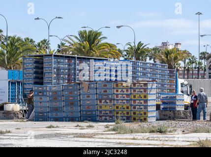 Les pigeons de course sont déchargés du camion avant d'être libérés pendant la course de Gran Canaria à Tenerife, îles Canaries, Espagne. Banque D'Images