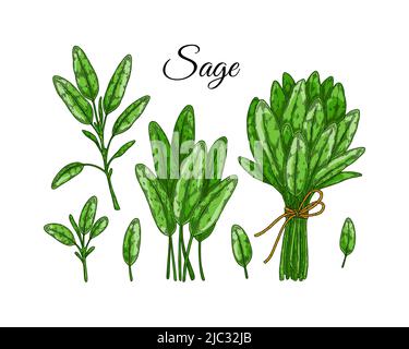 Ensemble d'éléments de conception de sauge. Légumes verts et feuilles dessinés à la main. Illustration vectorielle dans un style d'esquisse coloré Illustration de Vecteur