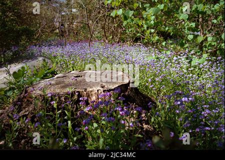 Des fleurs Aubrieta en Cascading violet entourent et une vieille souche abîmé. Image capturée sur film analogique. Banque D'Images