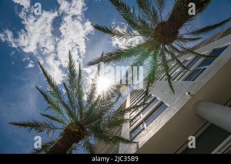 Vue sur le bâtiment moderne de condominium à travers les palmiers luxuriants avec ciel bleu vif. Banque D'Images