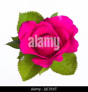Rose en gros plan isolé sur fond blanc Banque D'Images