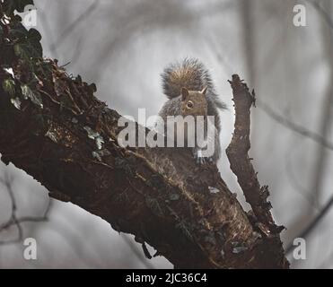 Écureuil gris de l'est, Sciurus carolinensis, assis sur une branche dans les bois, hiver, Lancaster, Pennsylvanie Banque D'Images