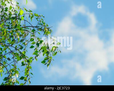 feuilles de bouleau frais idéalement saines sur les branches contre le ciel Banque D'Images
