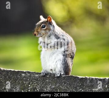 Écureuil gris de l'est, Sciurus carolinensis, assis sur une clôture dans les bois, printemps, été et automne, Lancaster, Pennsylvanie Banque D'Images