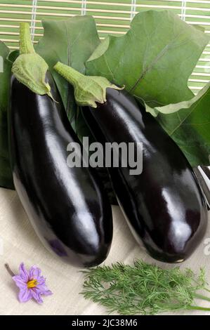 Deux aubergines noires lisses et brillantes reposent sur un fond de feuilles Banque D'Images