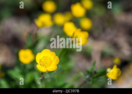 Ranunculus bulbosus, communément appelé butterbutterbutter bumbous ou navet de St. Anthony, est une plante à fleurs vivaces. Banque D'Images