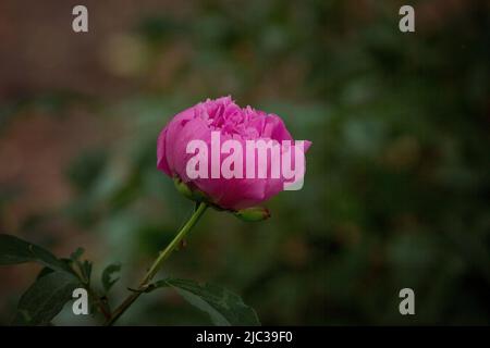 Un bourgeon de fleurs de pivoine qui n'a pas encore fleuri. Une fleur de pivoine sur un Bush est illuminée par la lumière du soleil. Fond floral. Mise au point sélective Banque D'Images