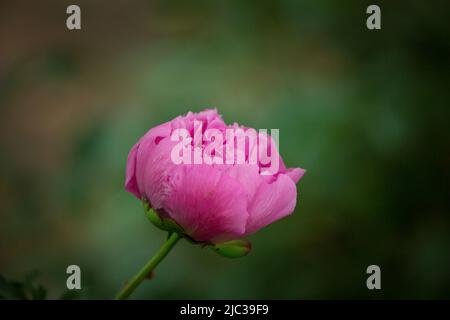 Un bourgeon de fleurs de pivoine qui n'a pas encore fleuri. Une fleur de pivoine sur un Bush est illuminée par la lumière du soleil. Fond floral. Mise au point sélective Banque D'Images