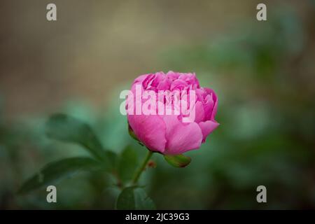 Un bourgeon de fleurs de pivoine qui n'a pas encore fleuri. Une fleur de pivoine sur un Bush est illuminée par la lumière du soleil. Fond floral. Mise au point sélective Banque D'Images