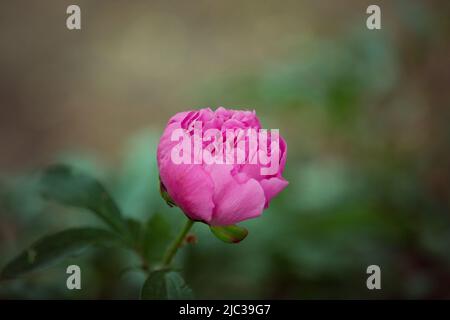 Un bourgeon de fleurs de pivoine qui n'a pas encore fleuri. Une fleur de pivoine sur un Bush est illuminée par la lumière du soleil. Fond floral. Mise au point sélective Banque D'Images