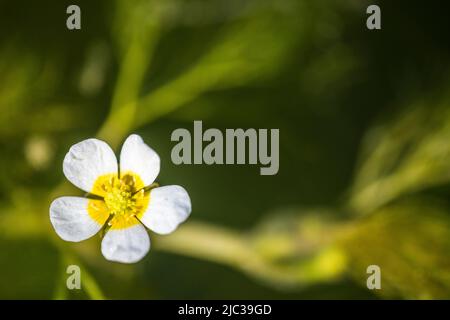 Ranunculus trichophyllus, le pied-de-biche à feuilles ou le pied-de-biche à feuilles filées, est une espèce végétale du genre Ranunculus. Banque D'Images