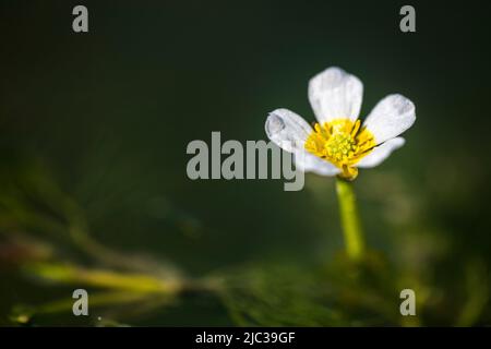 Ranunculus trichophyllus, le pied-de-biche à feuilles ou le pied-de-biche à feuilles filées, est une espèce végétale du genre Ranunculus. Banque D'Images