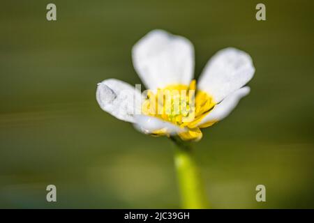 Ranunculus trichophyllus, le pied-de-biche à feuilles ou le pied-de-biche à feuilles filées, est une espèce végétale du genre Ranunculus. Banque D'Images